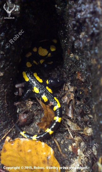 Salamandra Škvrnitá