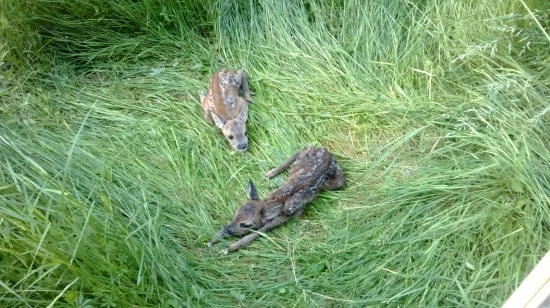 srnčiatka