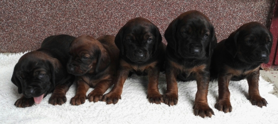 naši krpatí bavoráci