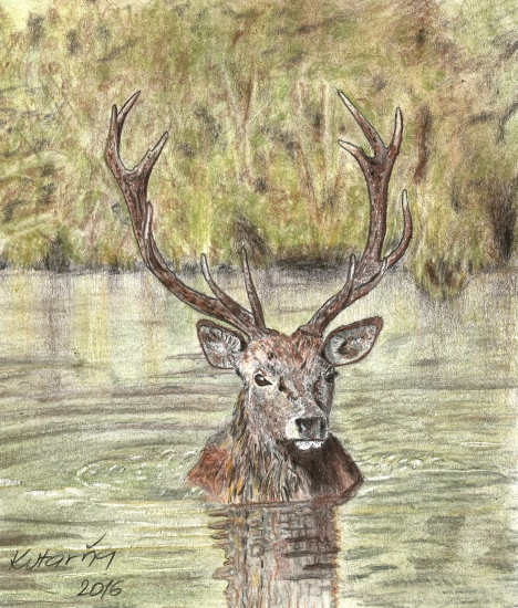 Jeleň vo vode - pastelka