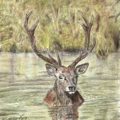 Jeleň vo vode - pastelka