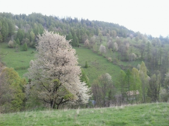 Jezerské čerešne - strážkyne pokoja