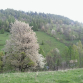 Jezerské čerešne - strážkyne pokoja