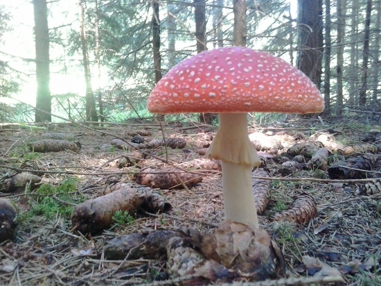 Parádnica tesne pred plesom.