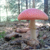 Parádnica tesne pred plesom.