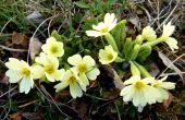 Prvosienka bezbýľova - Primula acaulis