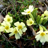 Prvosienka bezbýľova - Primula acaulis