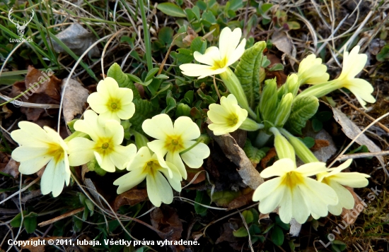 Prvosienka bezbýľova - Primula acaulis