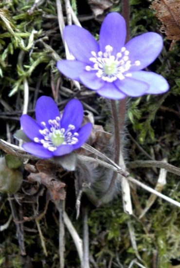 Pečeňovník trojlaločnatý