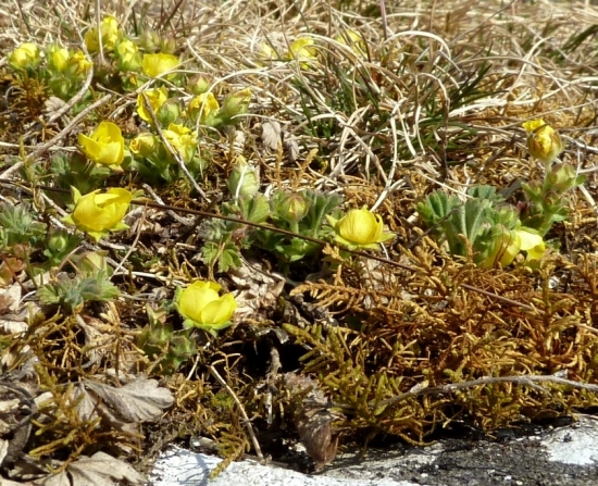 Veternica iskiernikovitá