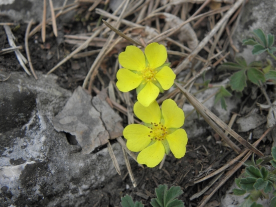 Nátržník piesočný (Potentilla arenaria Borkh.)