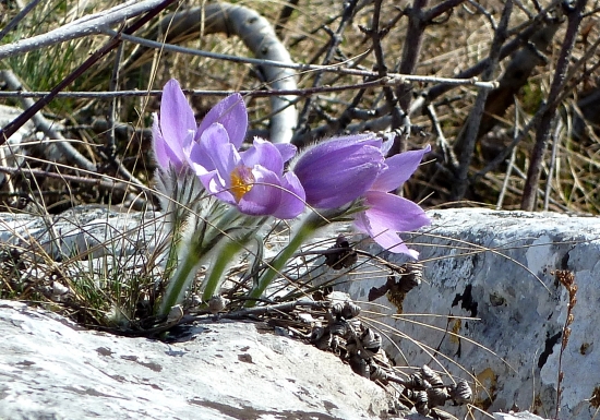 Poniklec slovenský (Pulsatilla slavica G. Reuss)