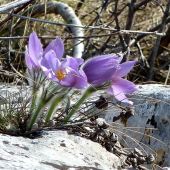 Poniklec slovenský (Pulsatilla slavica G. Reuss)