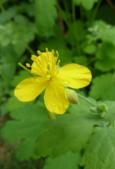 Lastovičník väčší (Chelidonium majus L.)