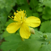 Lastovičník väčší (Chelidonium majus L.)