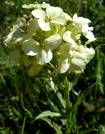 Horčičník wittmannov (Digitalis grandiflora Mill.)