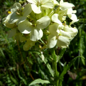 Horčičník wittmannov (Digitalis grandiflora Mill.)