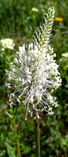 Skorocel prostredný