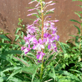 Kyprina úzkolistá (Chamerion angustifolium (L.) Holub)