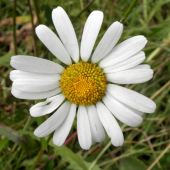 Margaréta