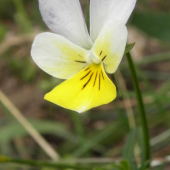 Fialka trojfarebná (Viola tricolor L. emend. F. W. Schmidt)