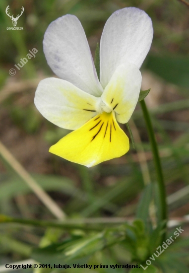 Fialka trojfarebná (Viola tricolor L. emend. F. W. Schmidt)