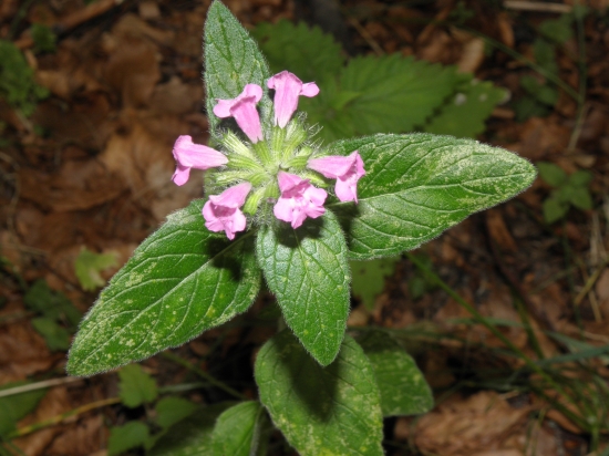 Hluchavka purpurová (Lamium purpureum L.)