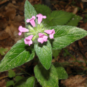 Hluchavka purpurová (Lamium purpureum L.)