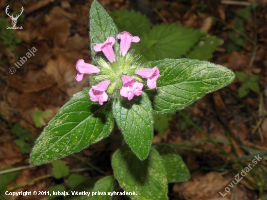 Hluchavka purpurová (Lamium purpureum L.)