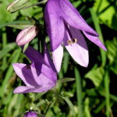 Zvonček