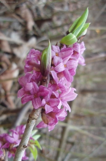 LYKOVEC JEDOVATÝ - Daphne mezereum