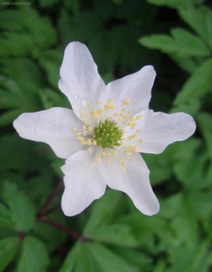 VETERNICA LESNÁ - Anemone sylvestril L.