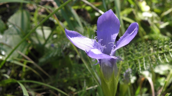 Pahorec brvitý (Gentianopsis ciliata (L.) Ma)