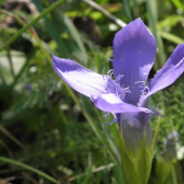 Pahorec brvitý (Gentianopsis ciliata (L.) Ma)