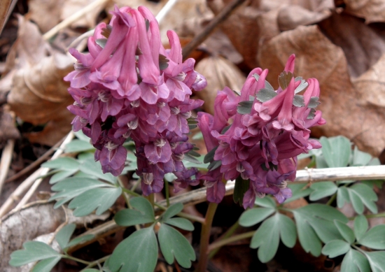 Chochlačka dutá Corydalis cava (L.) Schweigg. et Körte