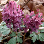 Chochlačka dutá Corydalis cava (L.) Schweigg. et Körte