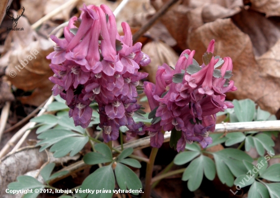 Chochlačka dutá Corydalis cava (L.) Schweigg. et Körte