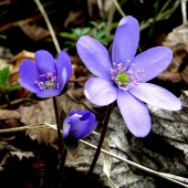 Pečeňovník trojlaločný -  Hepatica nobilis