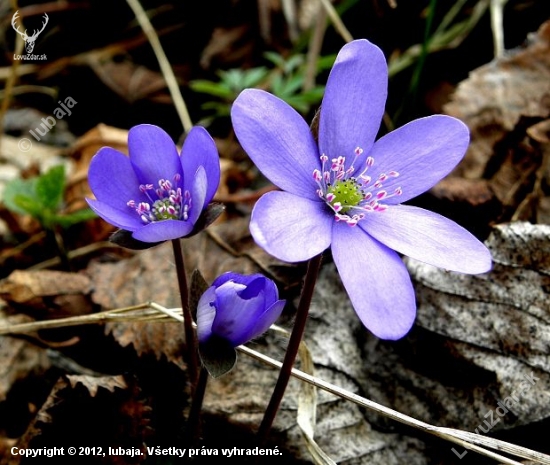 Pečeňovník trojlaločný -  Hepatica nobilis