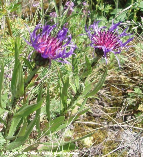Nevädzník hlaváčovitý - COLYMBADA SCABIOSA