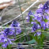 Horčinka horká / Polygala amara