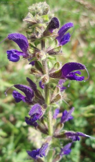 SALVIA PRATETENSIS