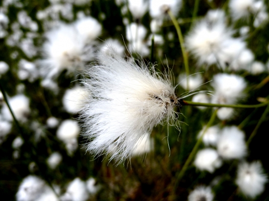 Páperník pošvatý