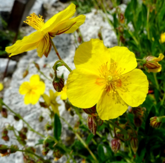 Devätorník veľkokvetý