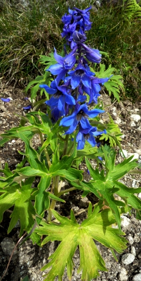 Stračonôžka tatranská