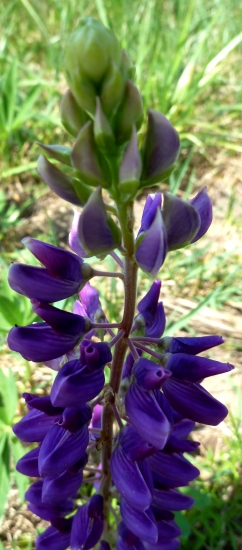 Lupina mnoholistová