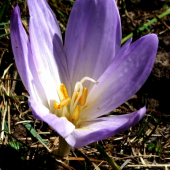 Jesienka