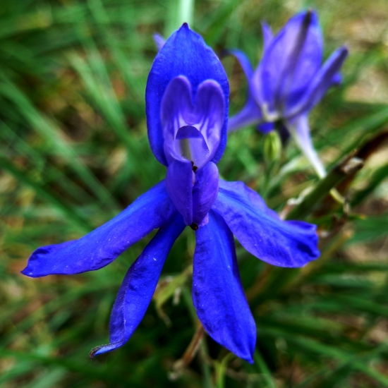 Ostrônožka poľná