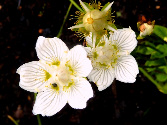 Bielokvet močiarný