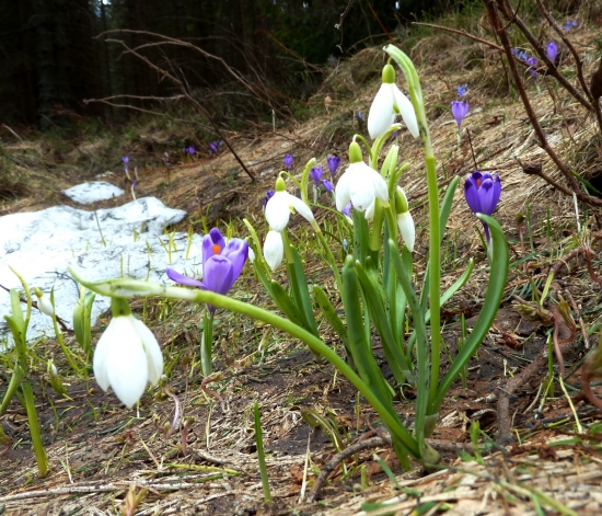 Ešte aj snes kvitli